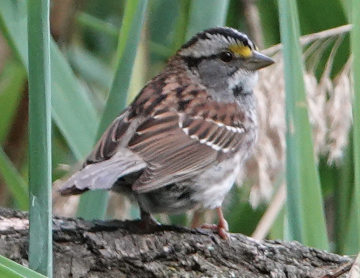 White-throated Sparrow - ML618388418