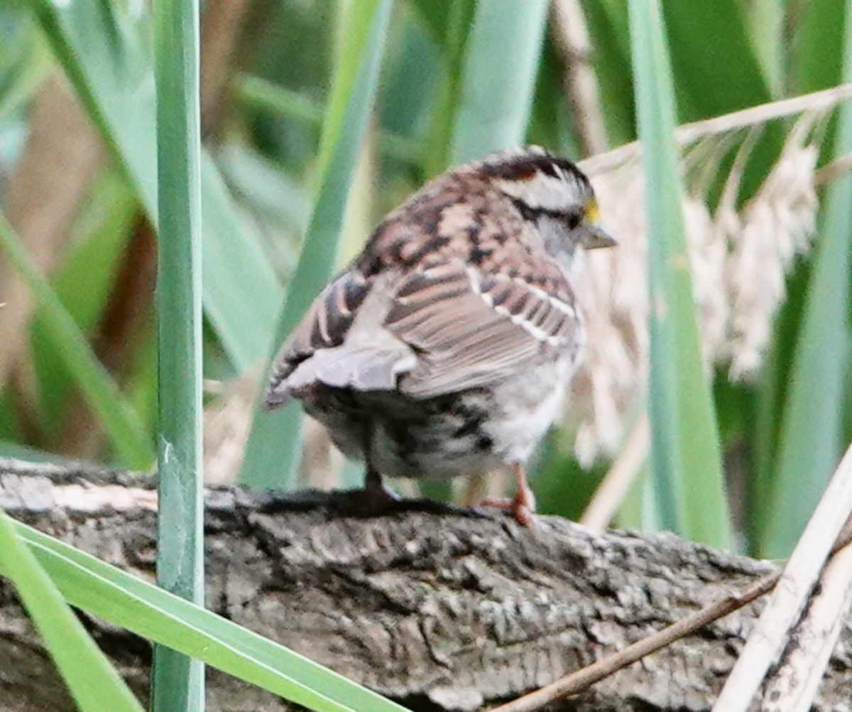 White-throated Sparrow - Bart Williams