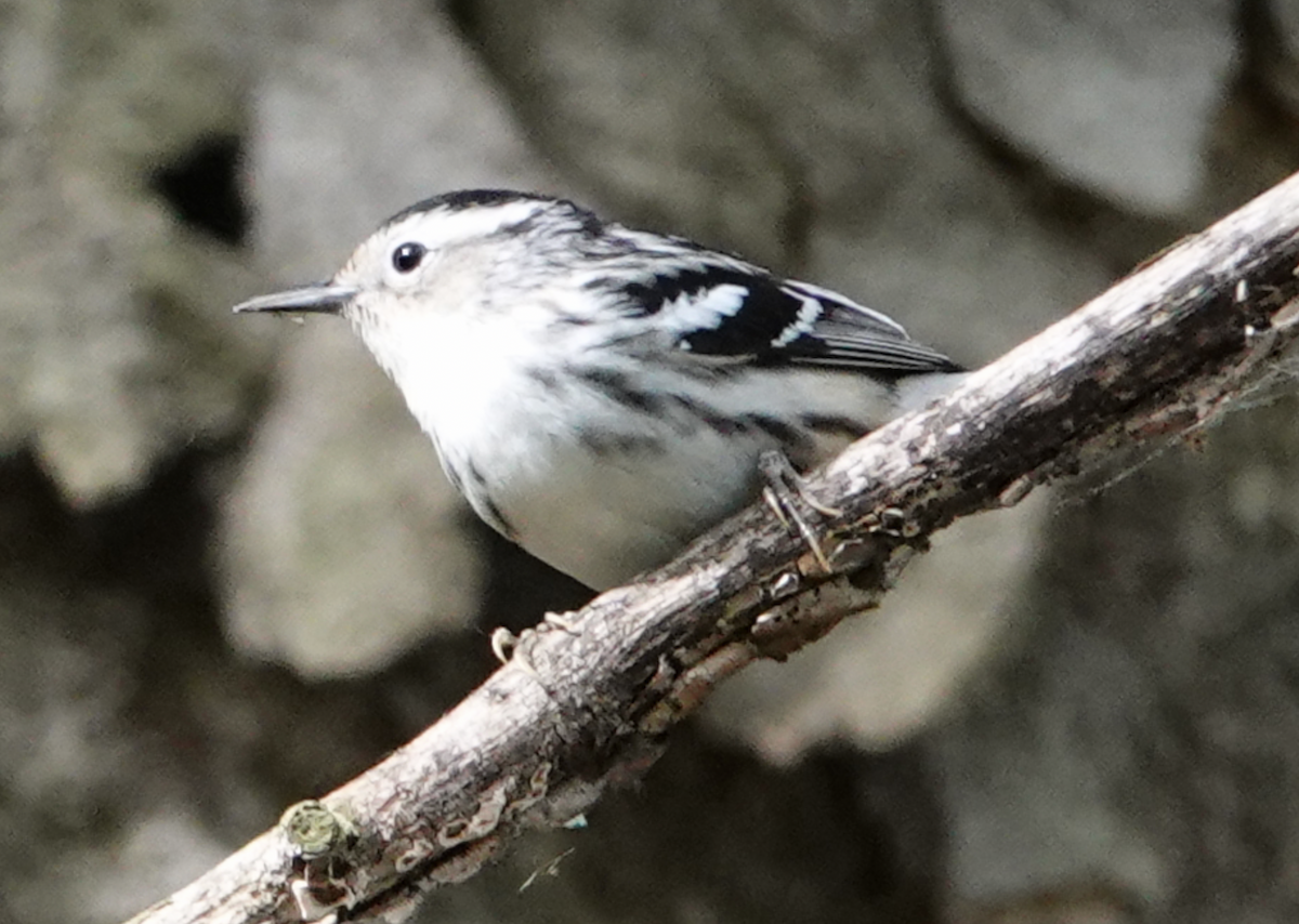 Black-and-white Warbler - ML618388466
