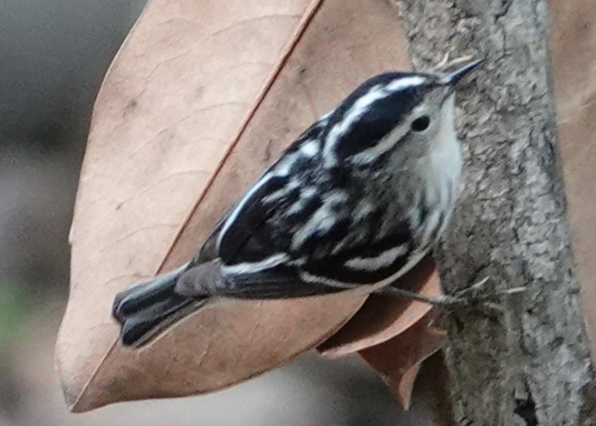 Black-and-white Warbler - ML618388469