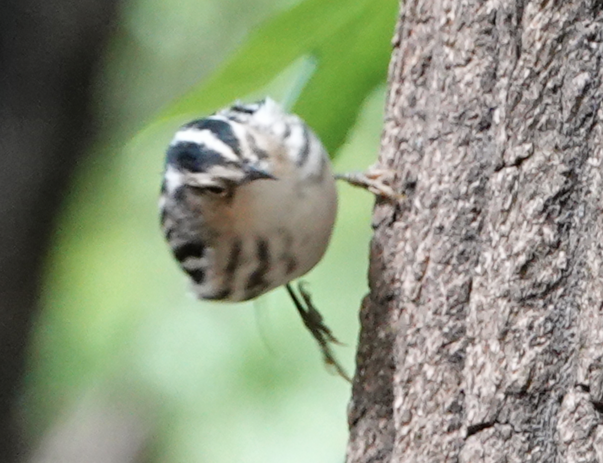 Black-and-white Warbler - ML618388472