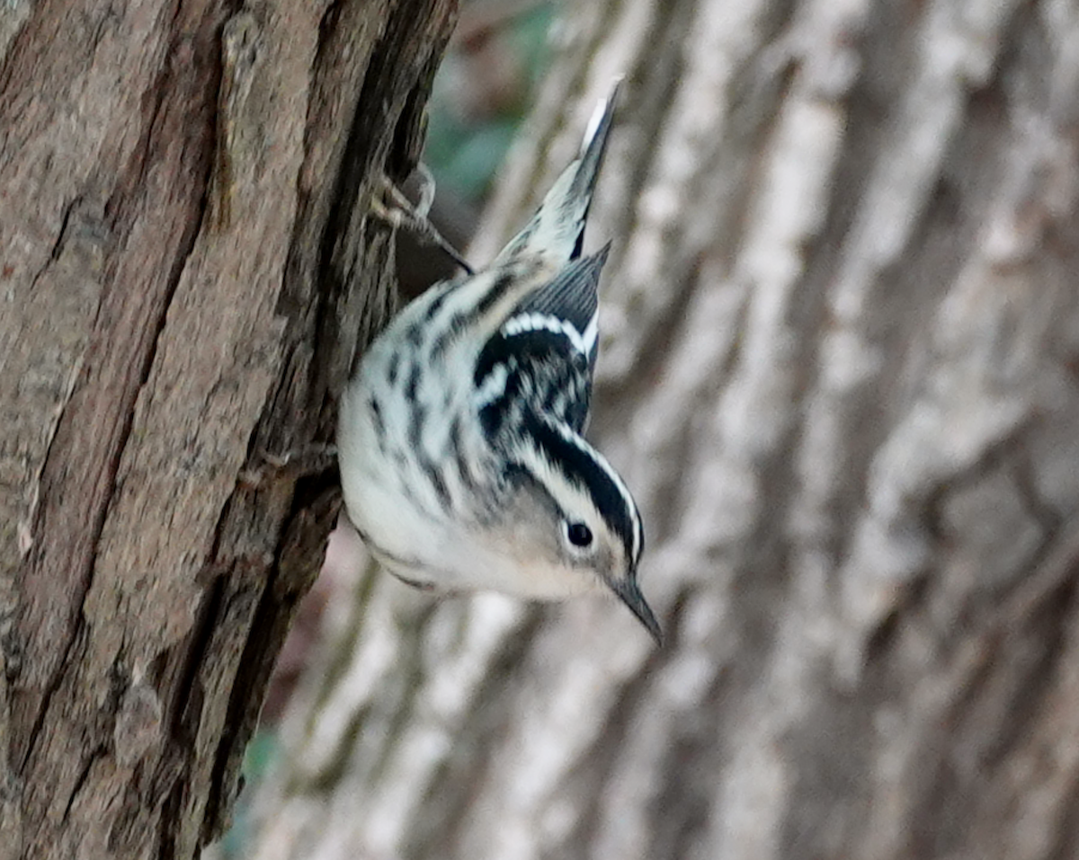 Black-and-white Warbler - Bart Williams
