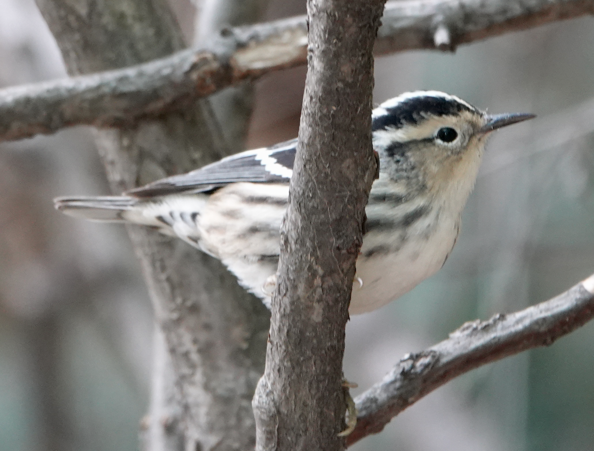 Black-and-white Warbler - ML618388475