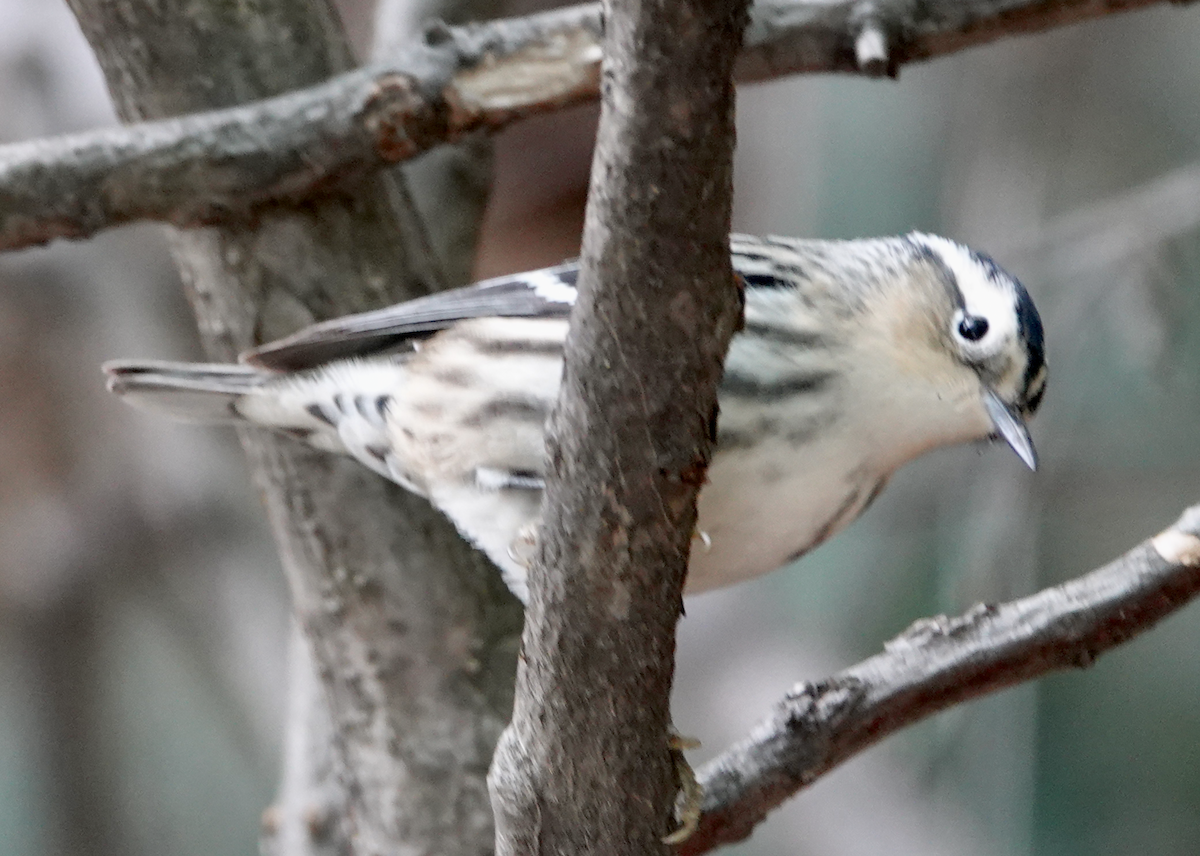 Black-and-white Warbler - ML618388482