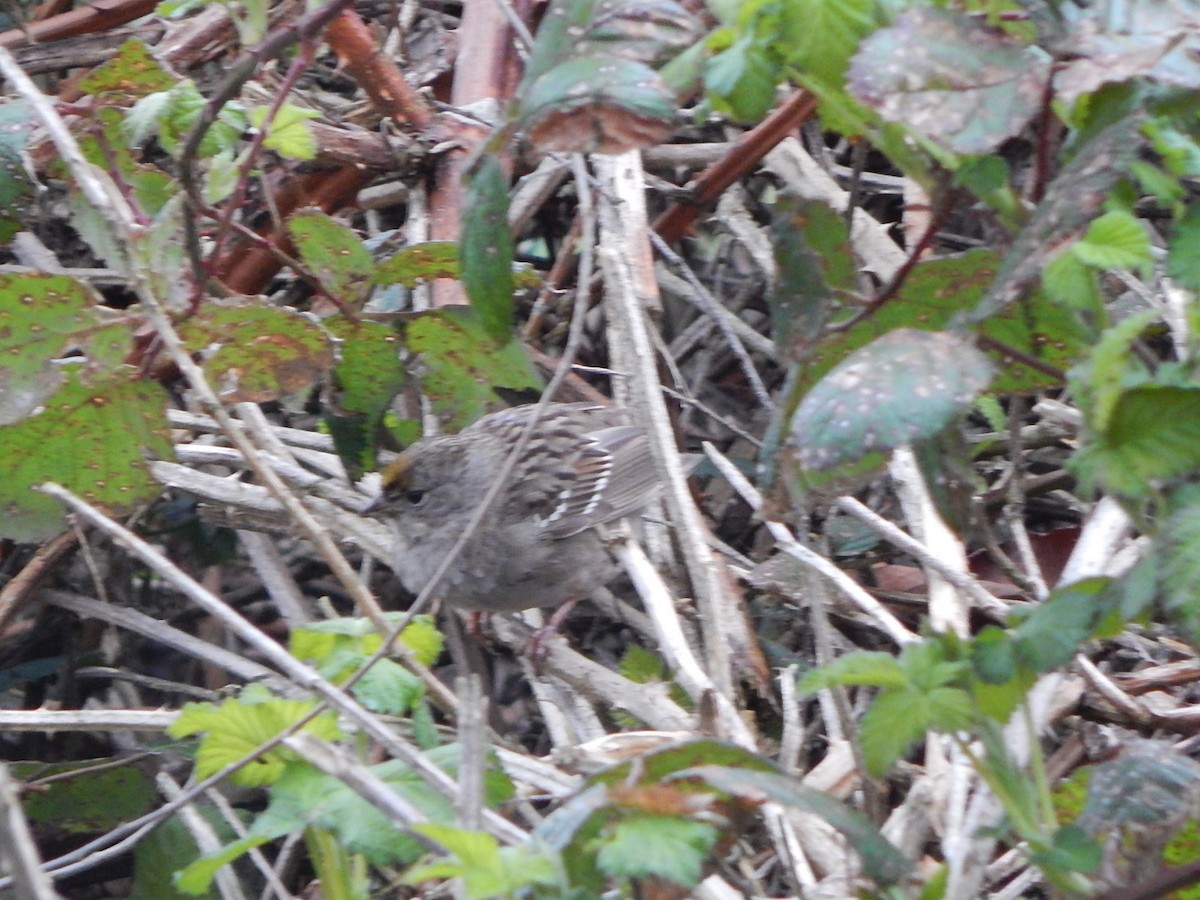 Golden-crowned Sparrow - ML618388484
