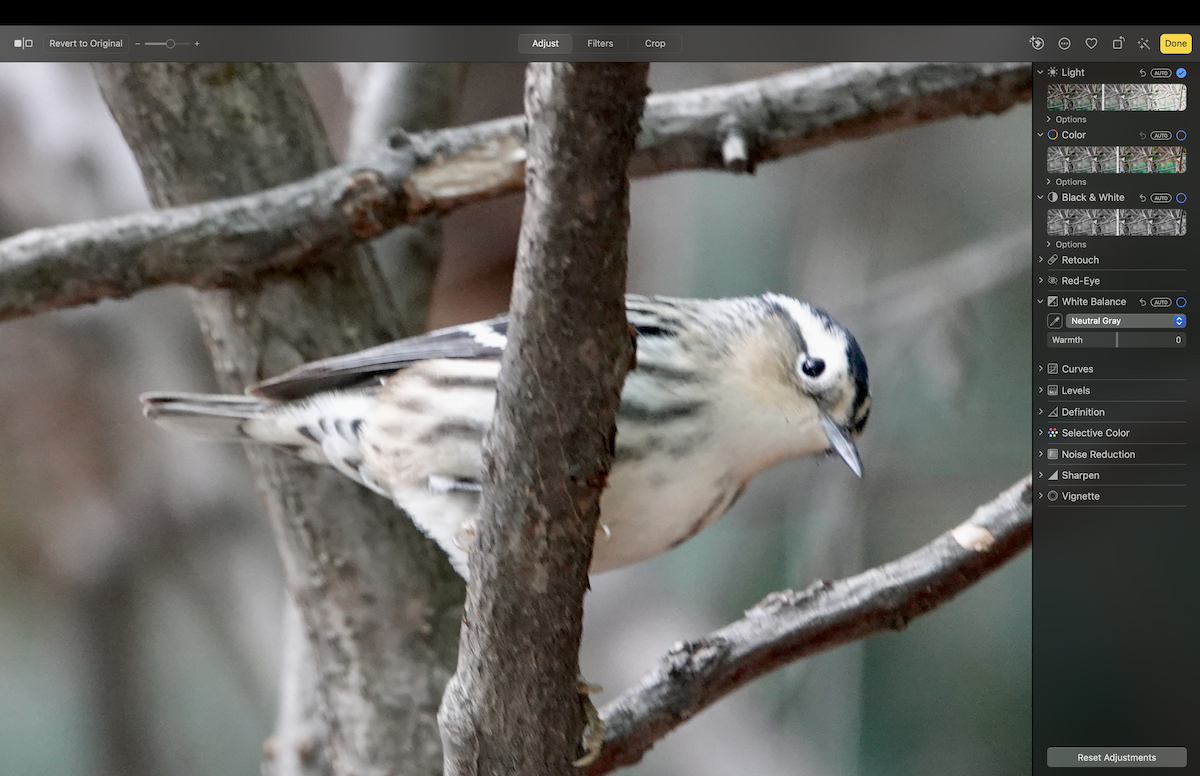 Black-and-white Warbler - ML618388488