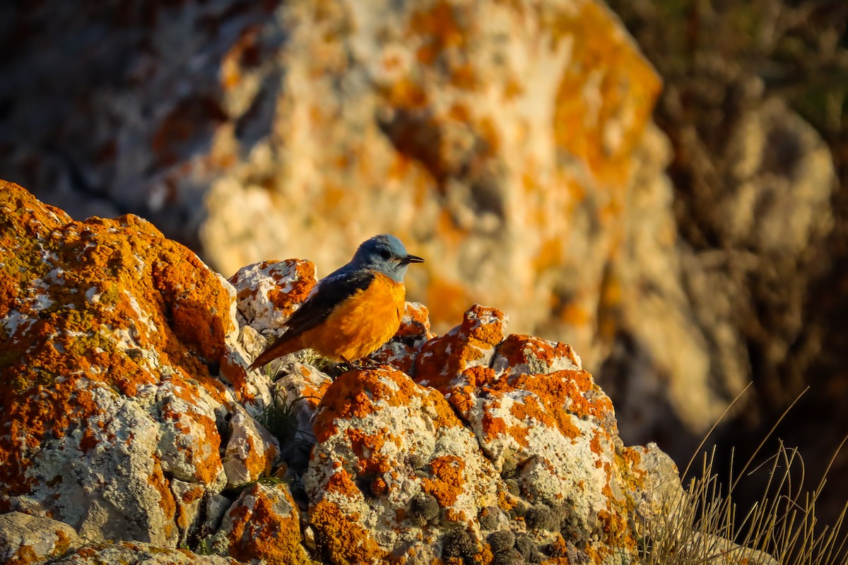 Rufous-tailed Rock-Thrush - Ömer Kilit