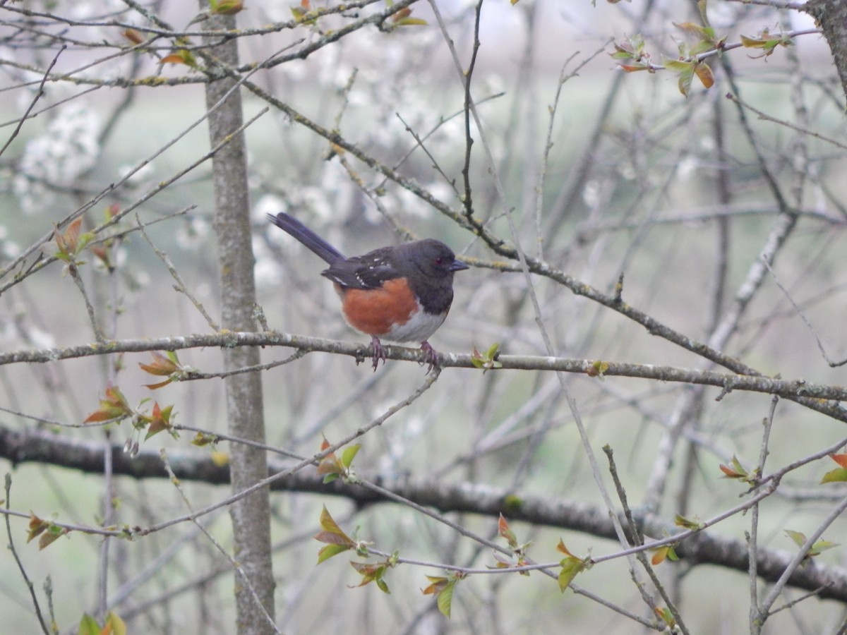 Spotted Towhee - ML618388524