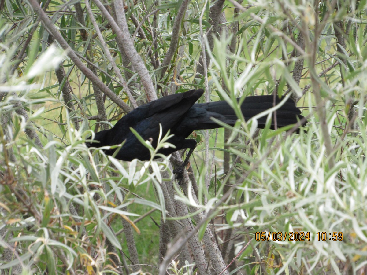 Great-tailed Grackle - ML618388599