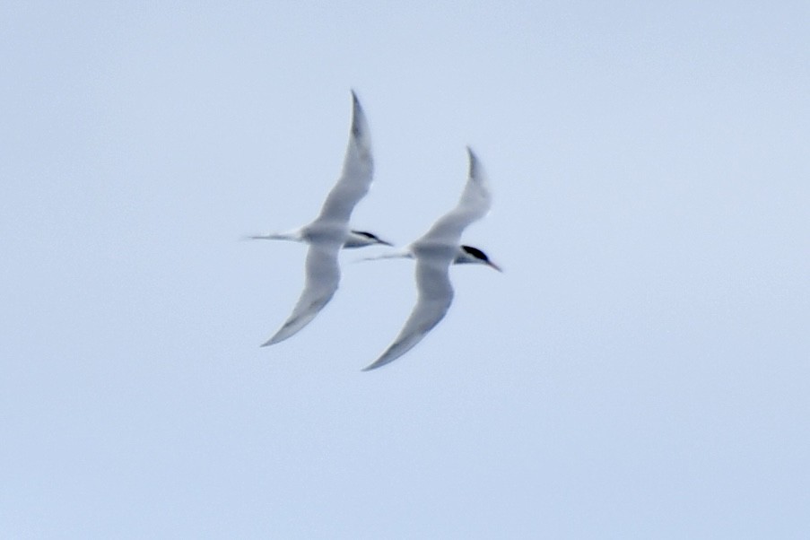 Common Tern - Sue Palmer