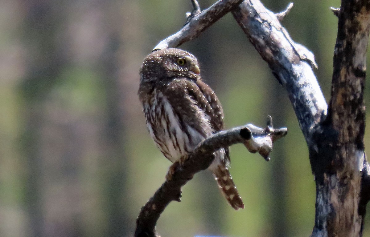 Northern Pygmy-Owl - ML618388625