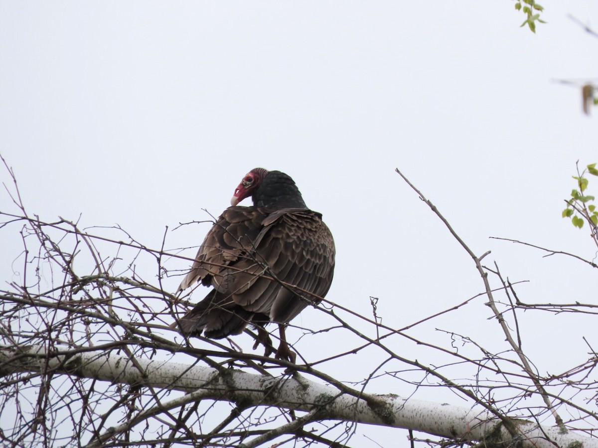 Turkey Vulture - ML618388638