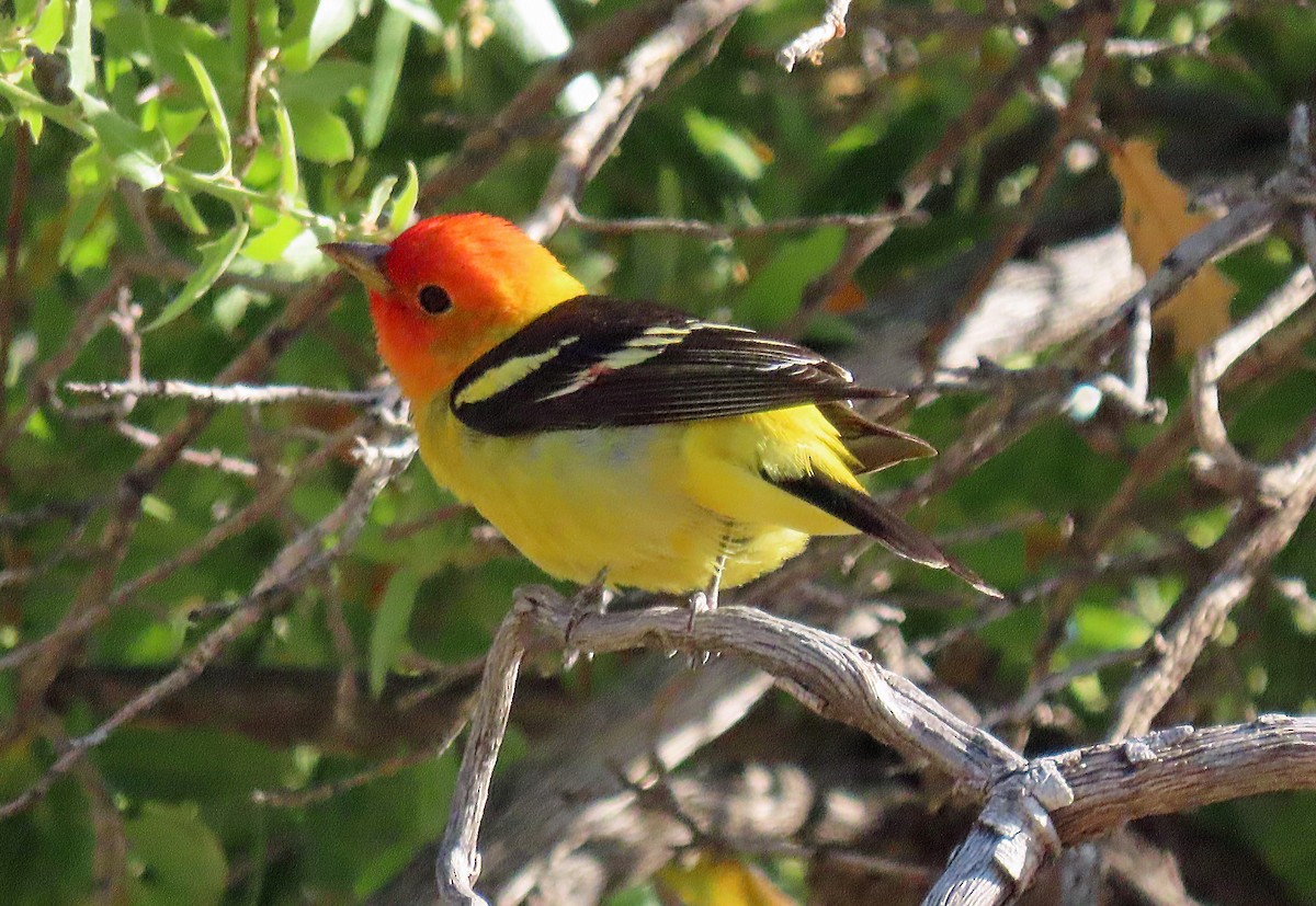 Western Tanager - ML618388642