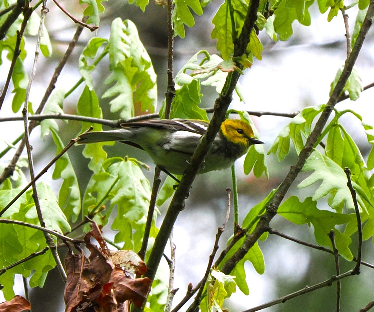 Black-throated Green Warbler - ML618388648