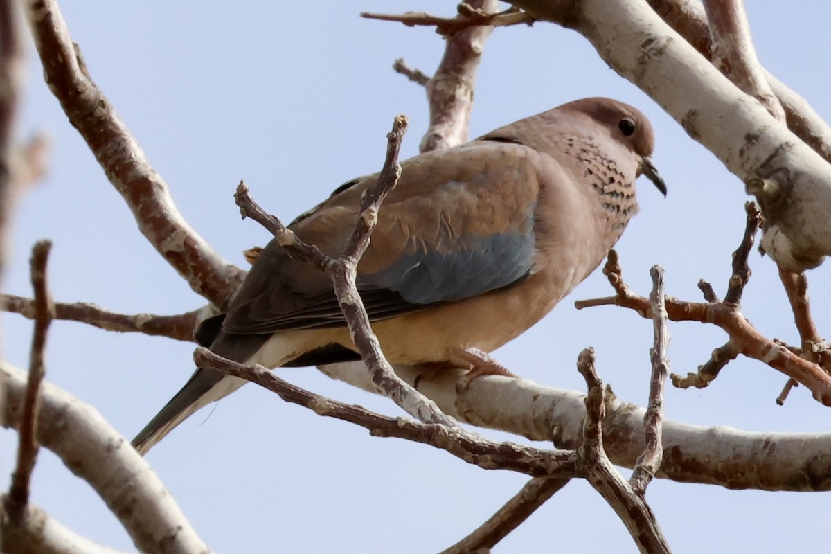 Laughing Dove - ML618388656