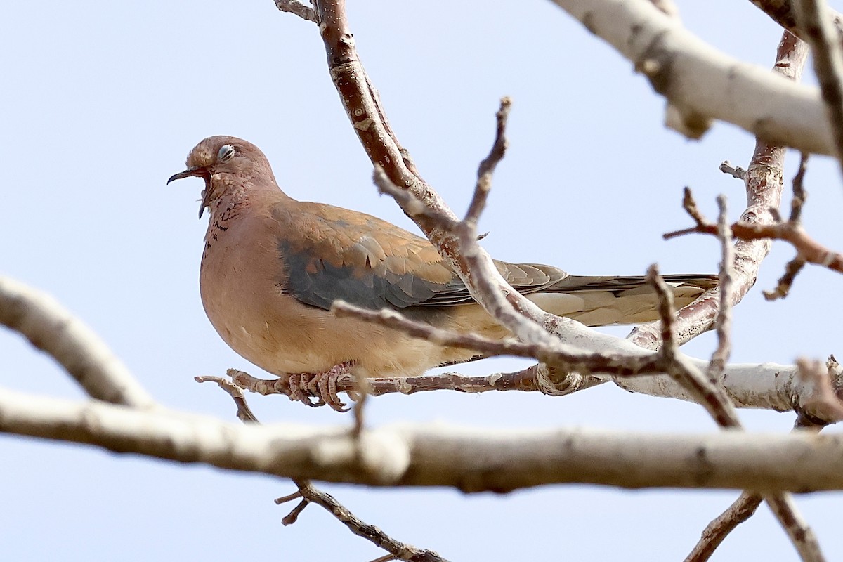 Laughing Dove - ML618388657