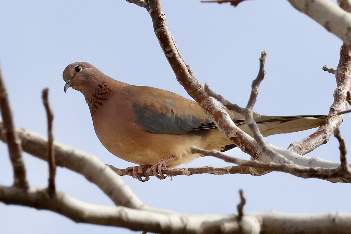 Laughing Dove - ML618388658