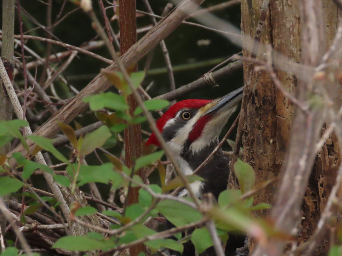 Pileated Woodpecker - ML618388663