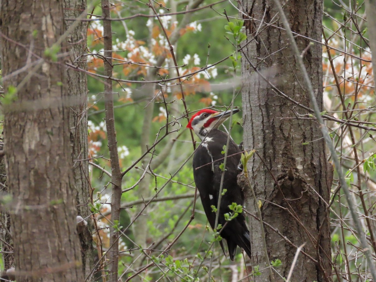 Pileated Woodpecker - ML618388664