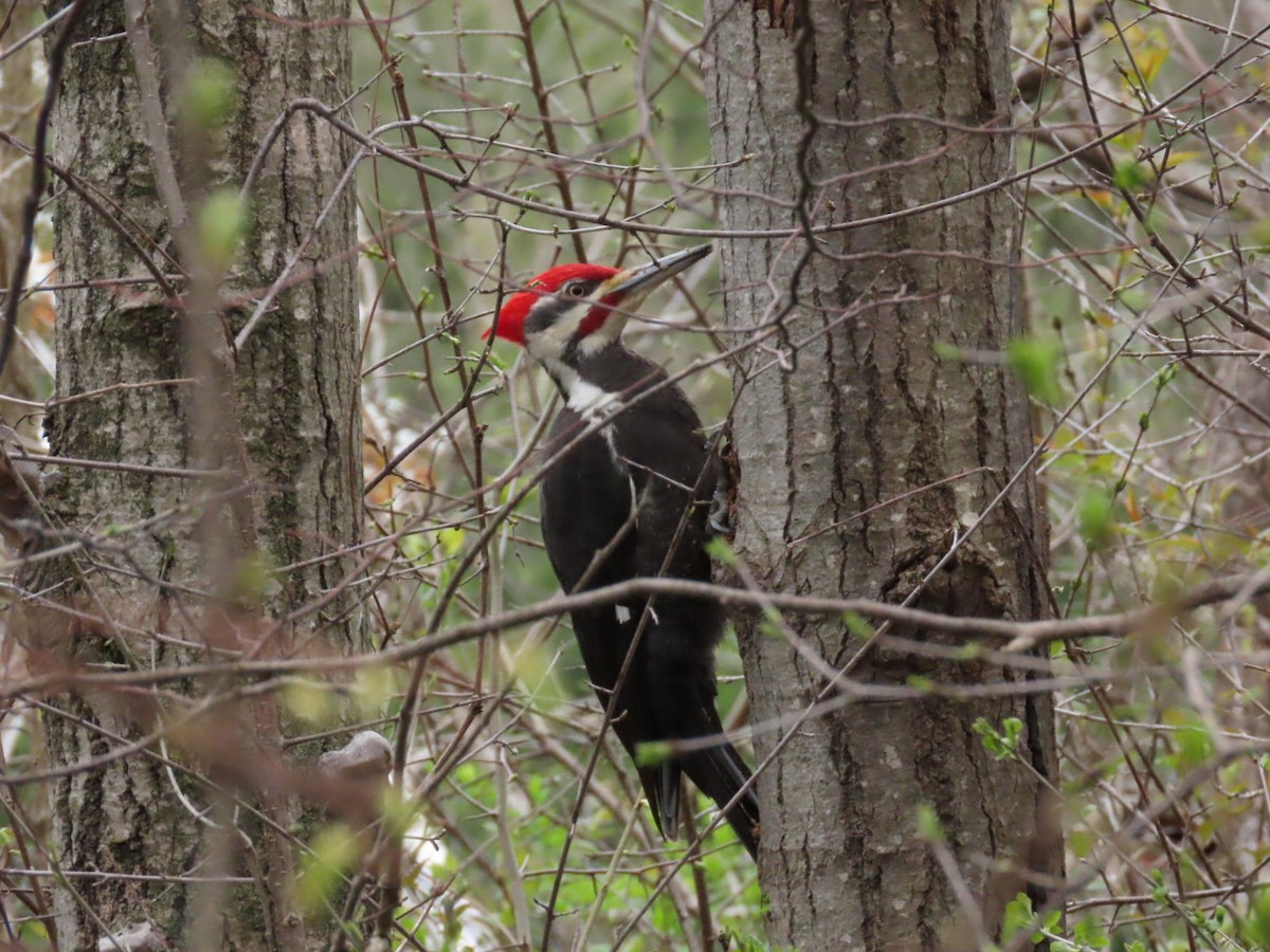 Pileated Woodpecker - ML618388665