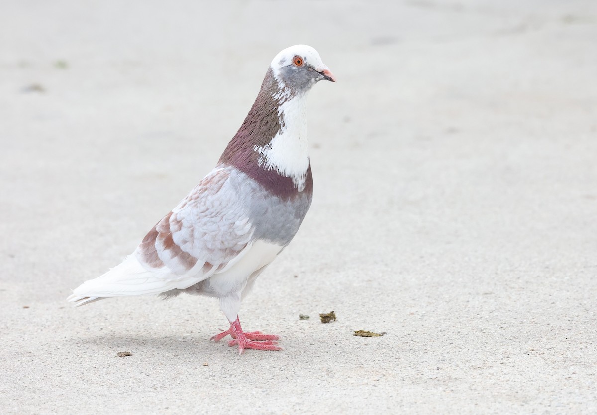 Rock Pigeon (Feral Pigeon) - Adam  Johnson