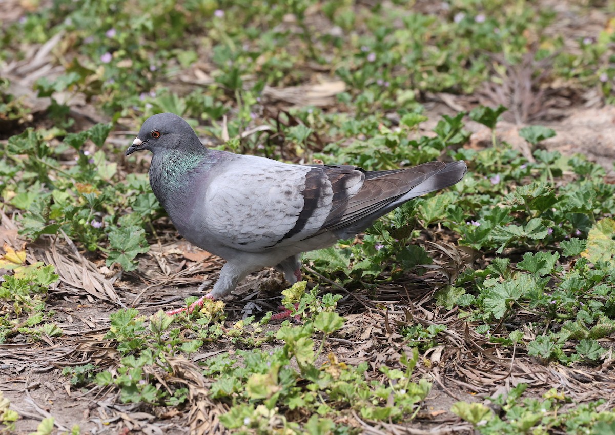 Rock Pigeon (Feral Pigeon) - ML618388671
