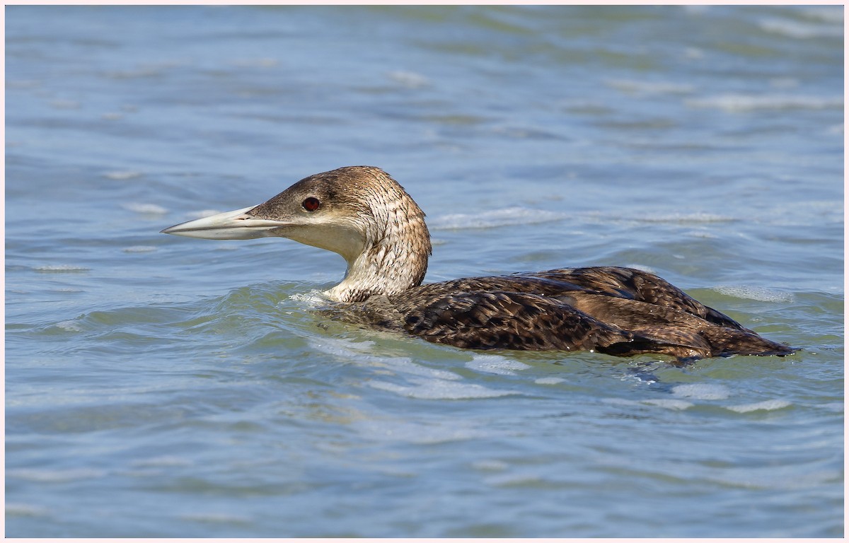 Common Loon - Fred Norman