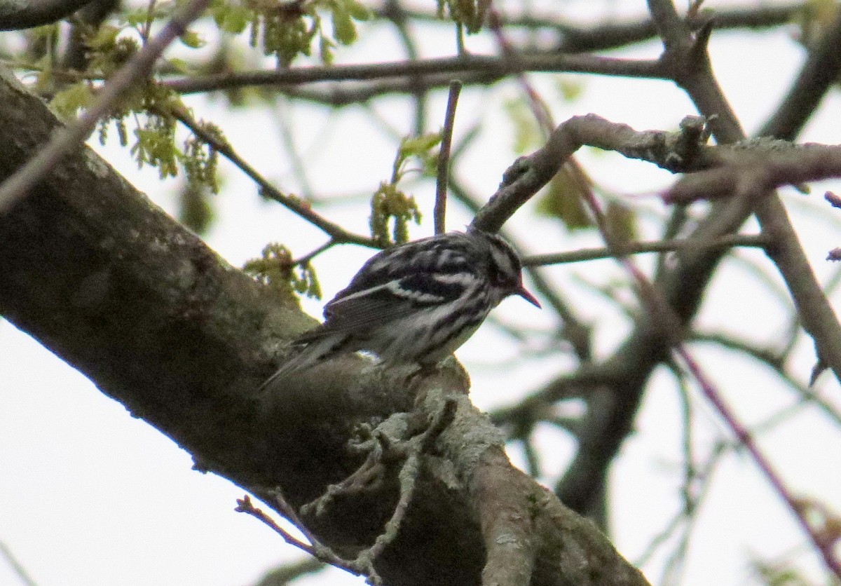 Black-and-white Warbler - ML618388706