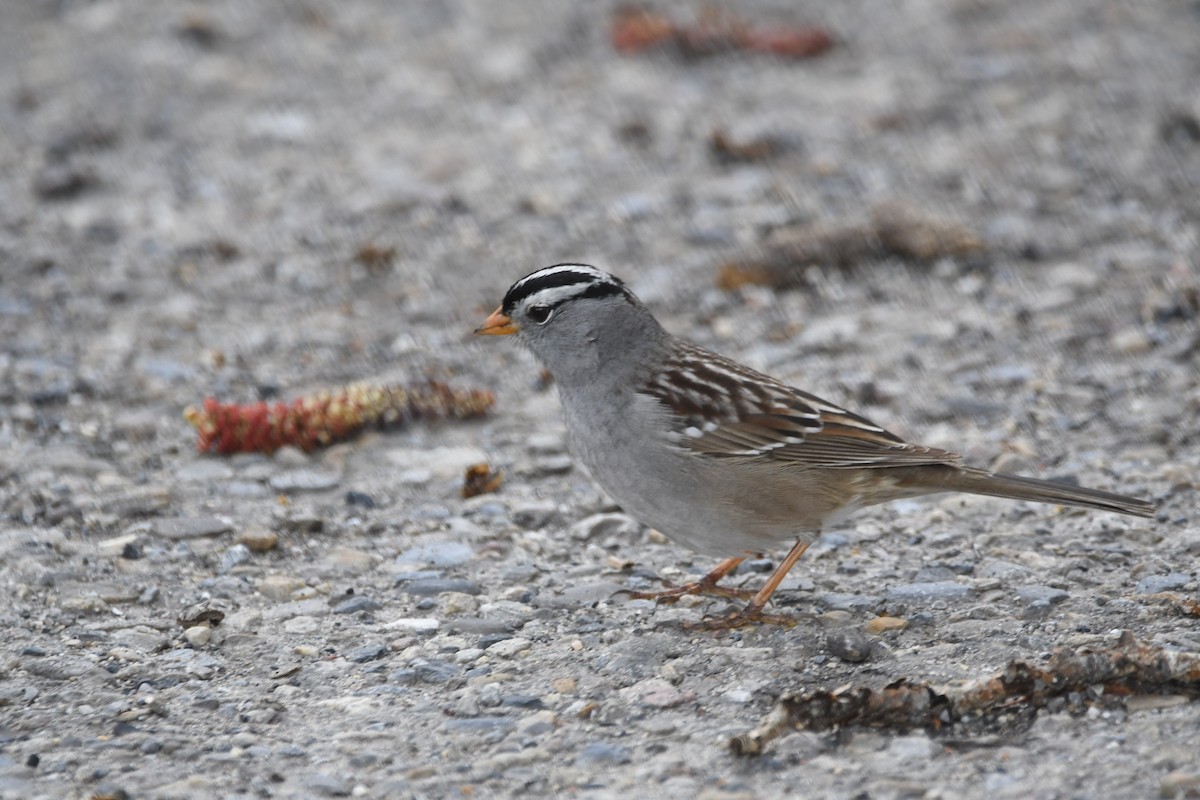 White-crowned Sparrow - ML618388713