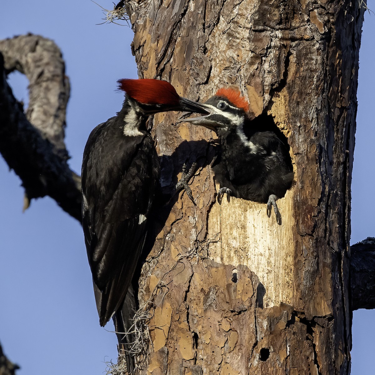 Pileated Woodpecker - ML618388726