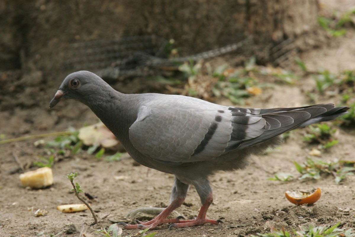 Rock Pigeon (Feral Pigeon) - ML618388731