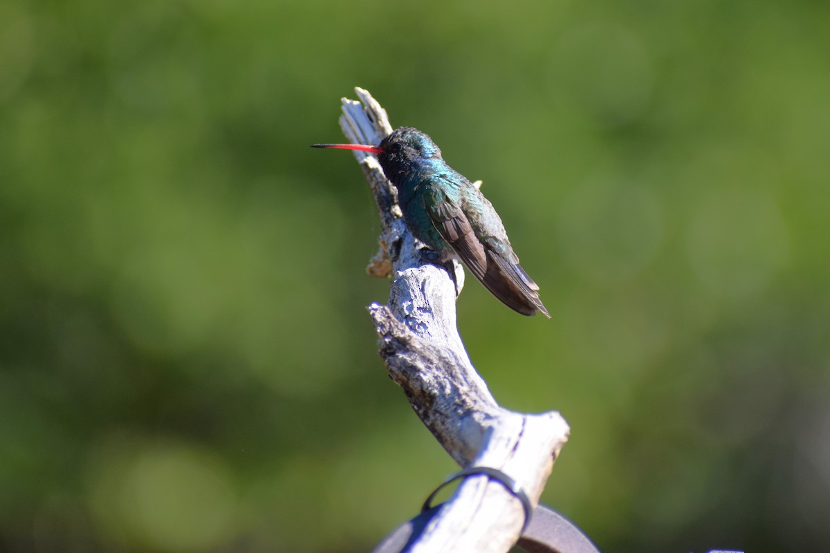 Broad-billed Hummingbird - ML618388737