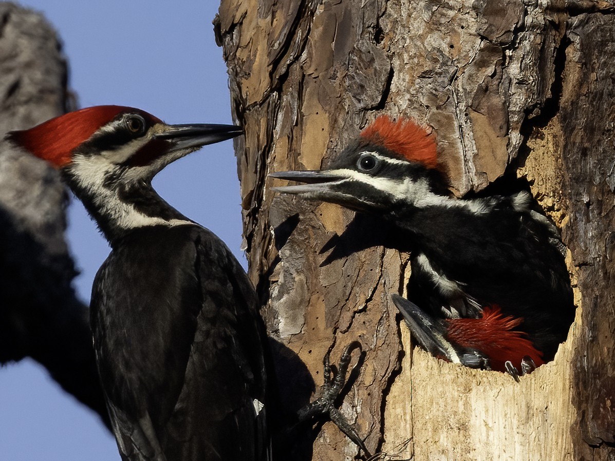 Pileated Woodpecker - ML618388741