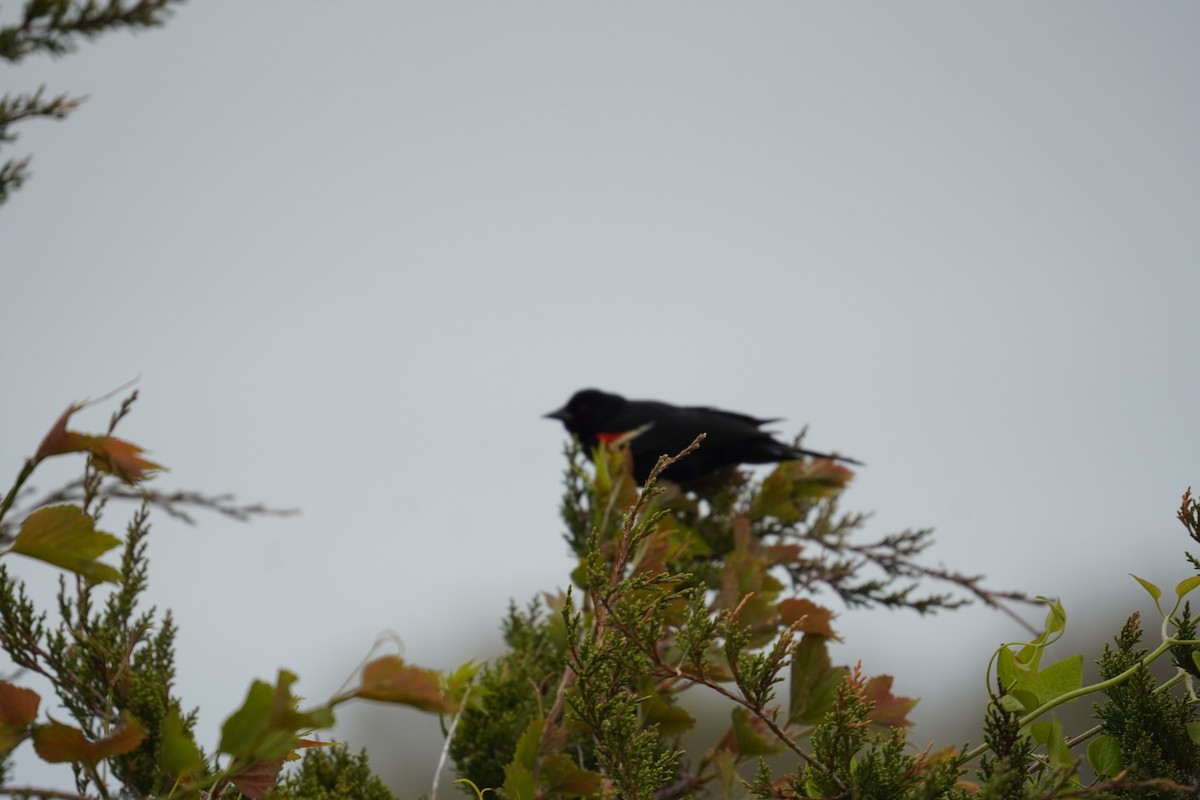 Red-winged Blackbird (Red-winged) - ML618388742