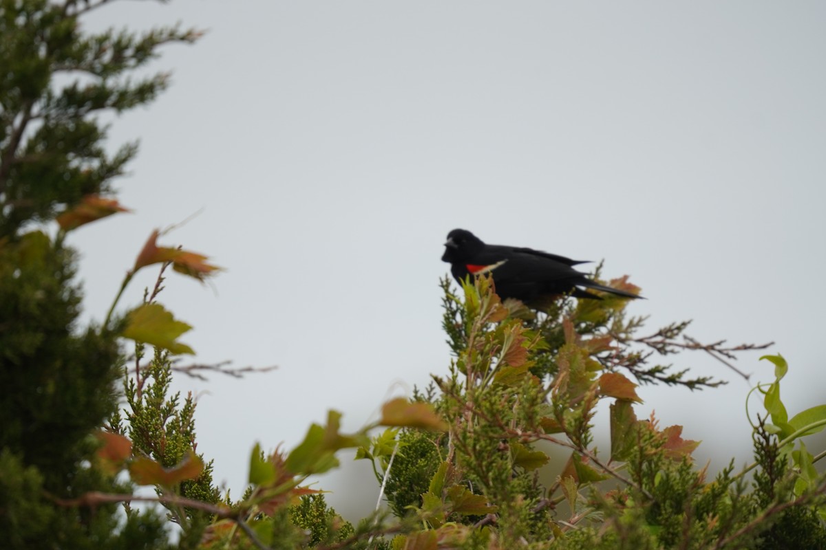 Red-winged Blackbird (Red-winged) - ML618388743