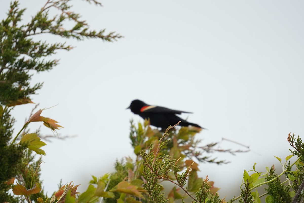 Red-winged Blackbird (Red-winged) - ML618388744