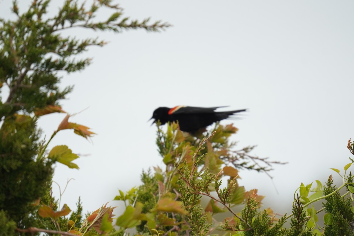 Red-winged Blackbird (Red-winged) - ML618388745