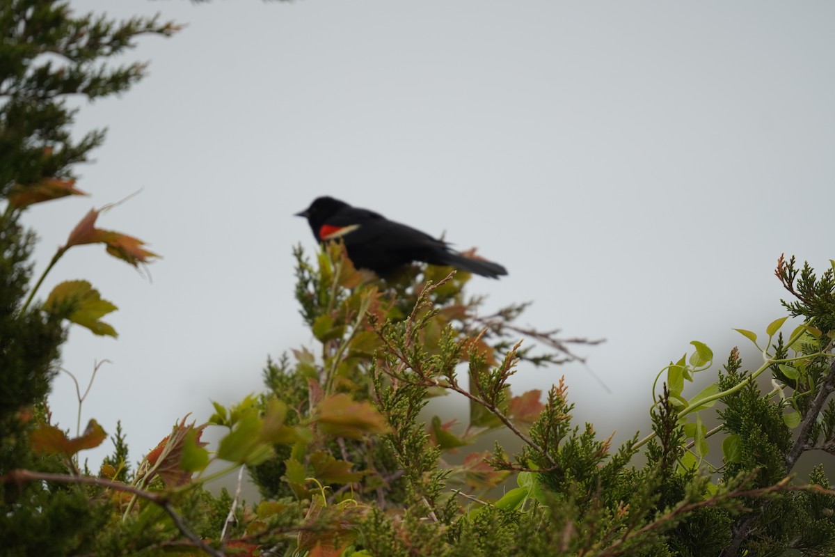 Red-winged Blackbird (Red-winged) - ML618388746