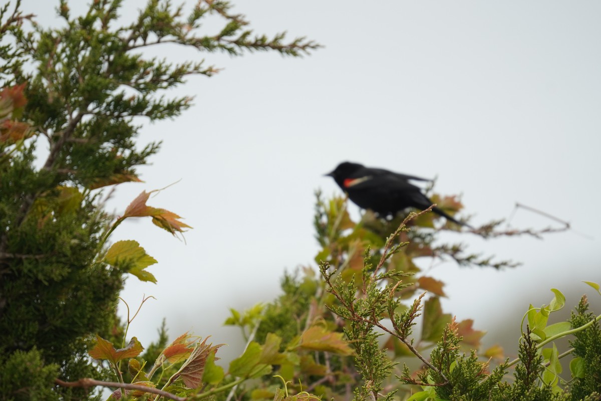 Red-winged Blackbird (Red-winged) - ML618388747