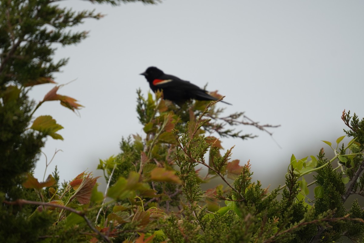 Red-winged Blackbird (Red-winged) - ML618388748