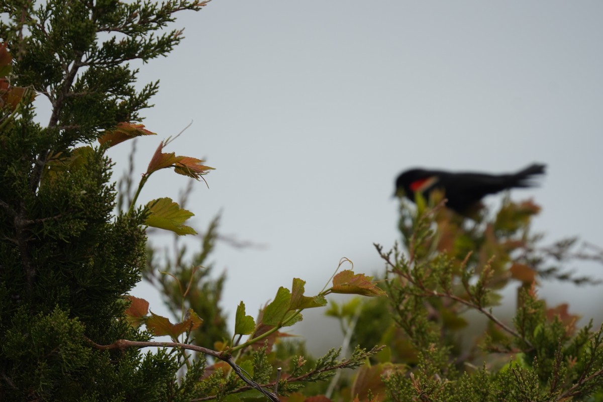 Red-winged Blackbird (Red-winged) - ML618388749