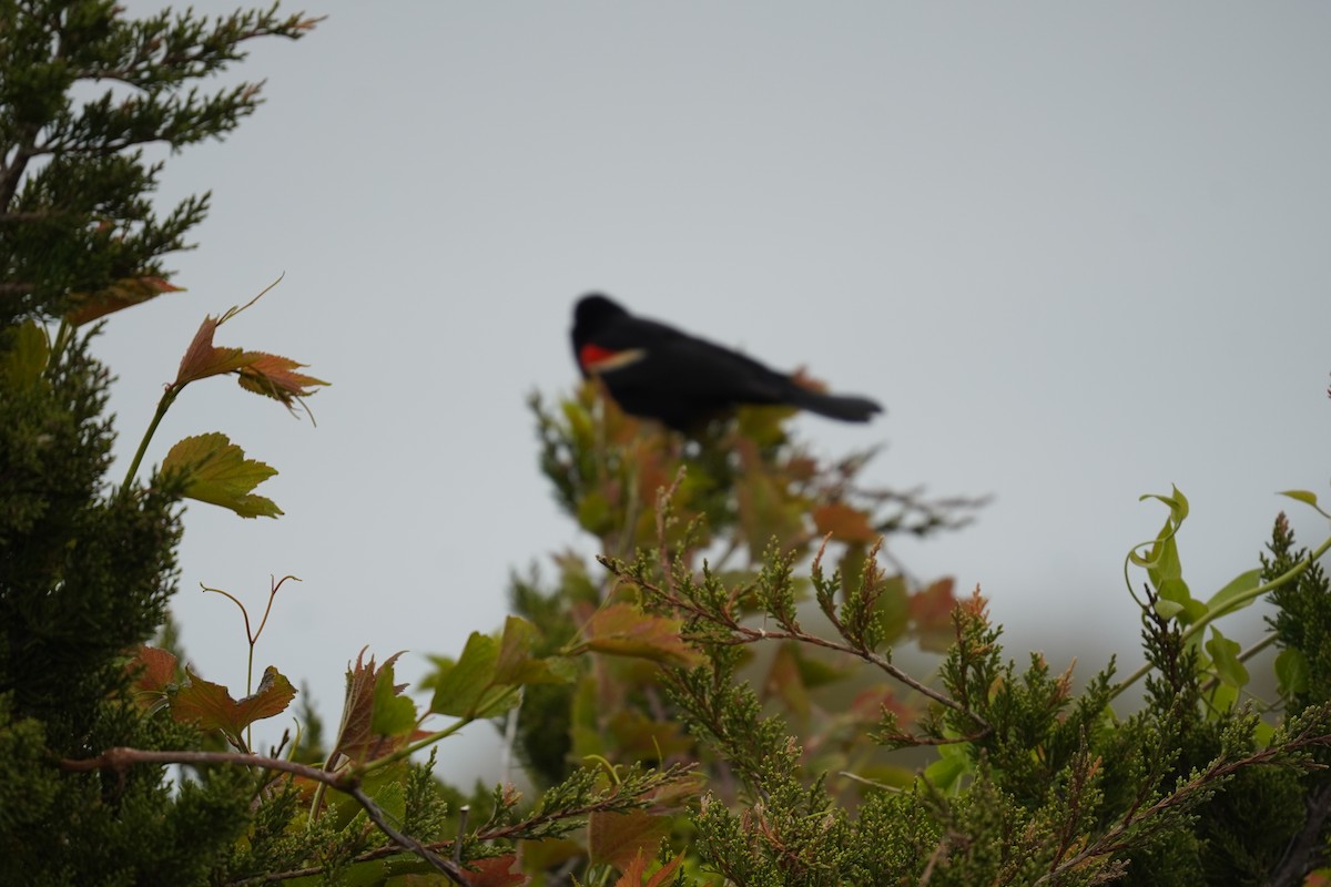 Red-winged Blackbird (Red-winged) - ML618388750