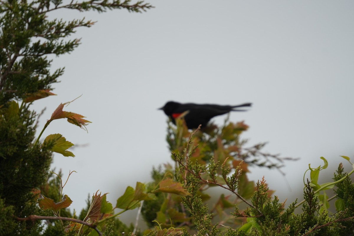Red-winged Blackbird (Red-winged) - ML618388751
