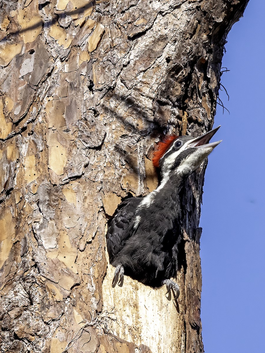 Pileated Woodpecker - ML618388768