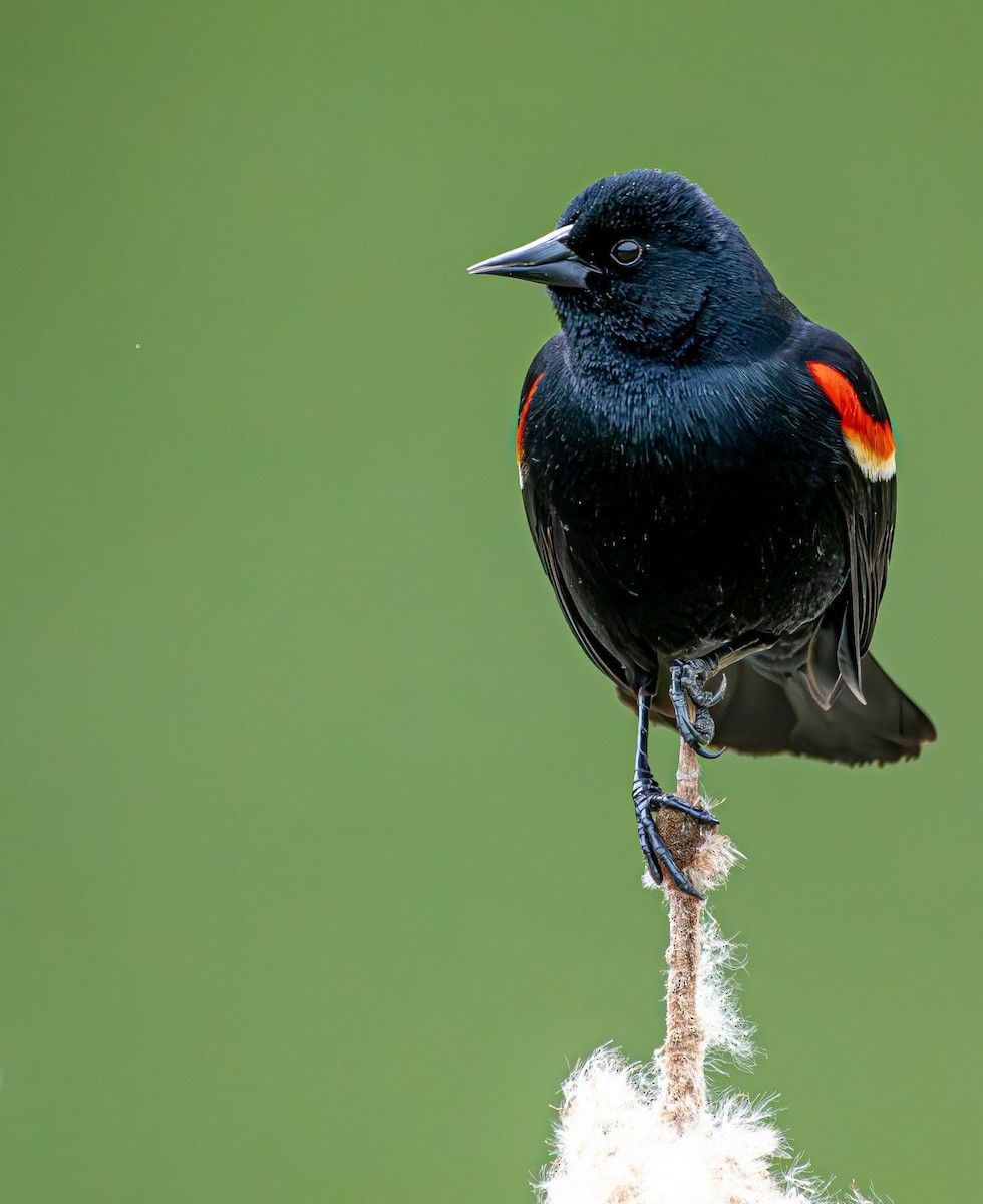 Red-winged Blackbird - ML618388783