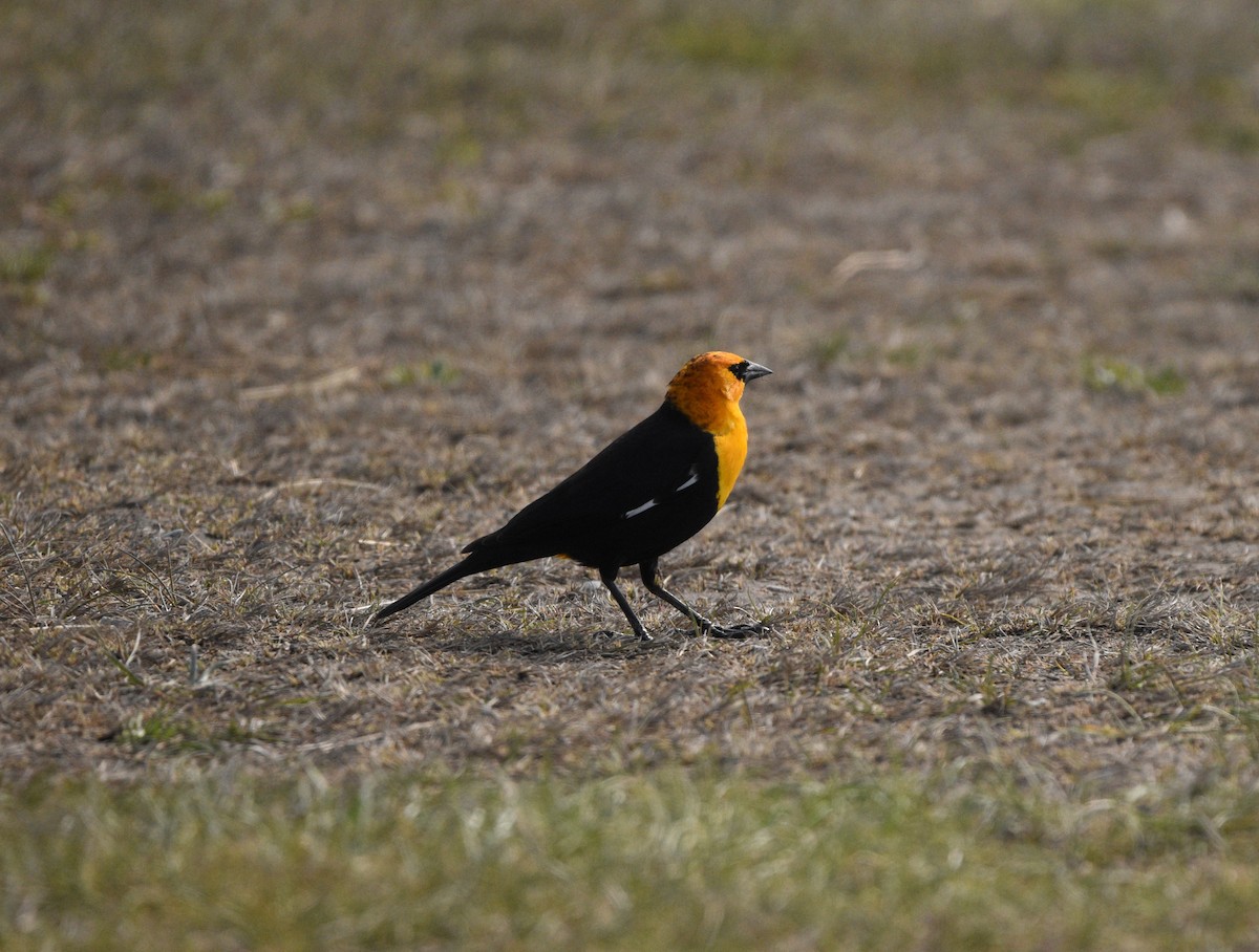 Yellow-headed Blackbird - ML618388797