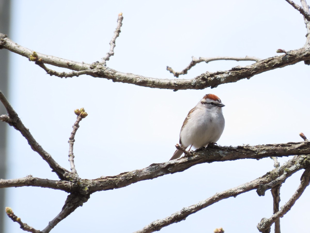 Chipping Sparrow - ML618388844