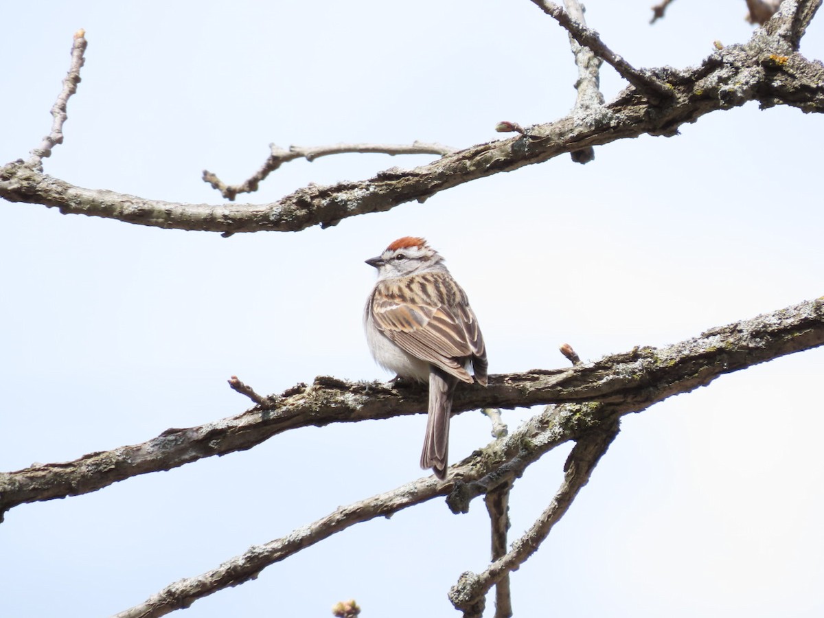 Chipping Sparrow - ML618388845