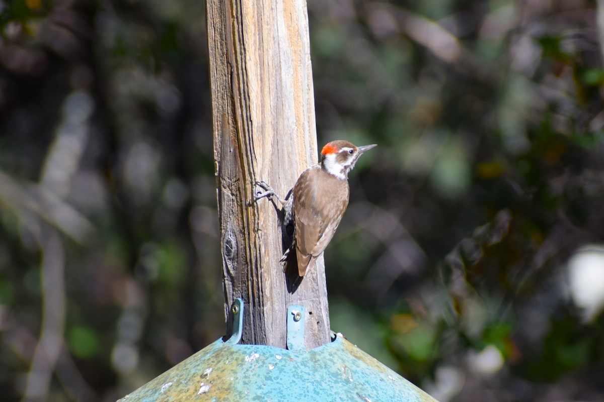 Arizona Woodpecker - Pamela Carney