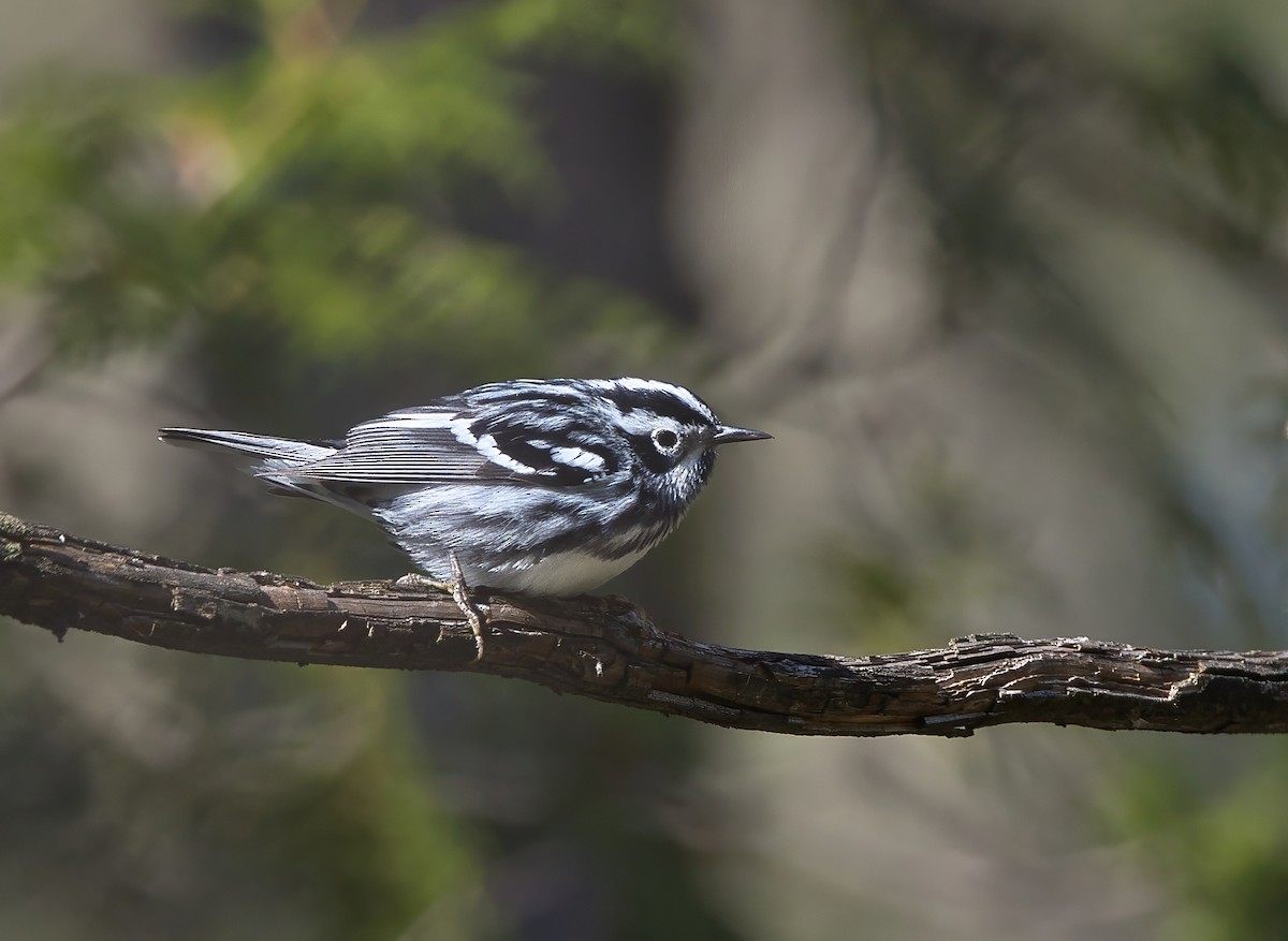 Black-and-white Warbler - ML618388850